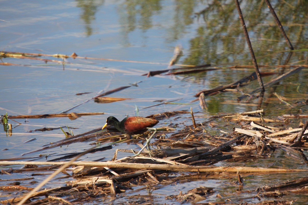 Jacana du Mexique - ML614753407