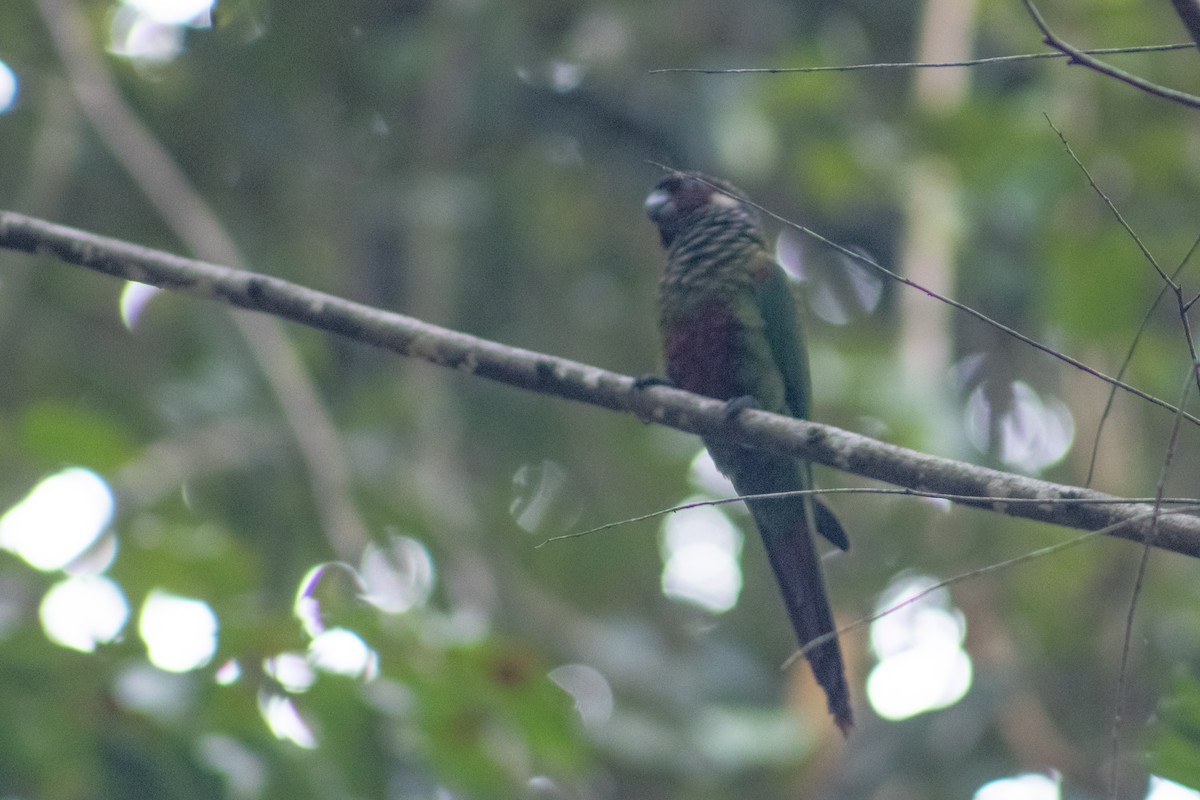 Maroon-faced Parakeet - ML614753502