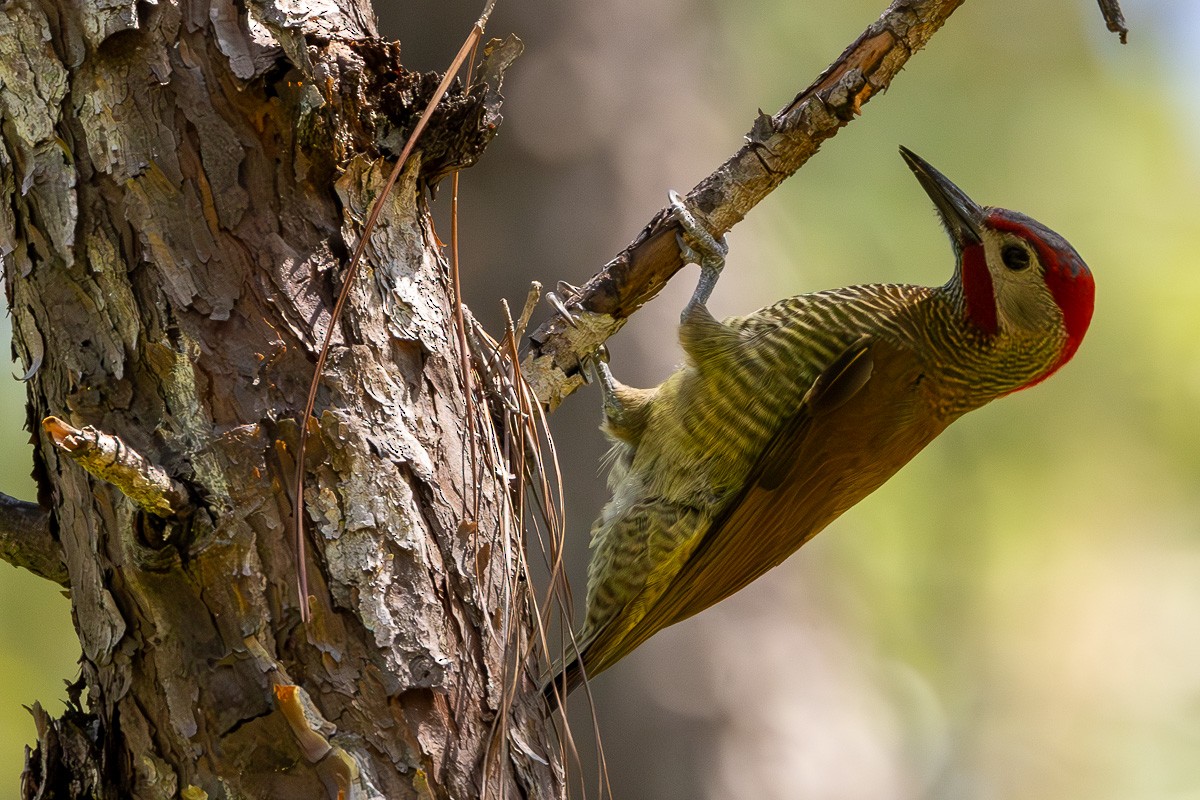 Golden-olive Woodpecker - ML614753533