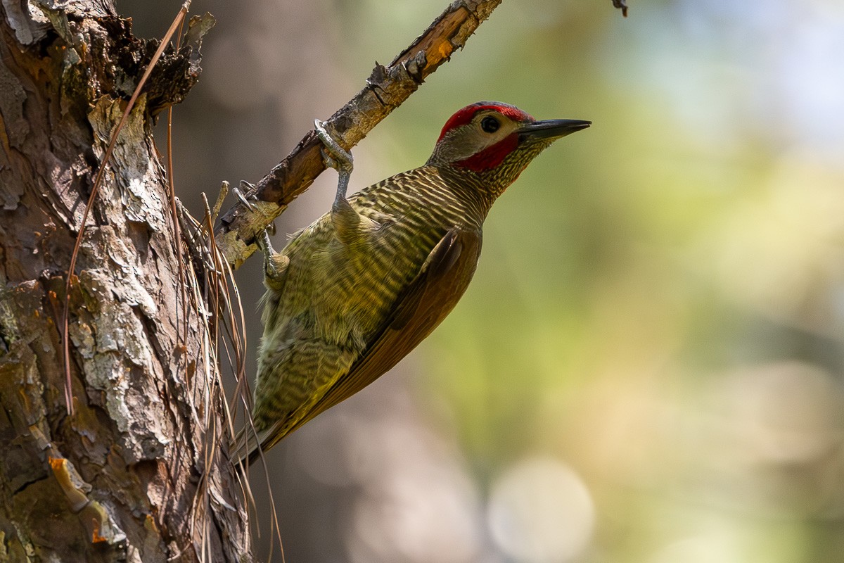 Golden-olive Woodpecker - ML614753534