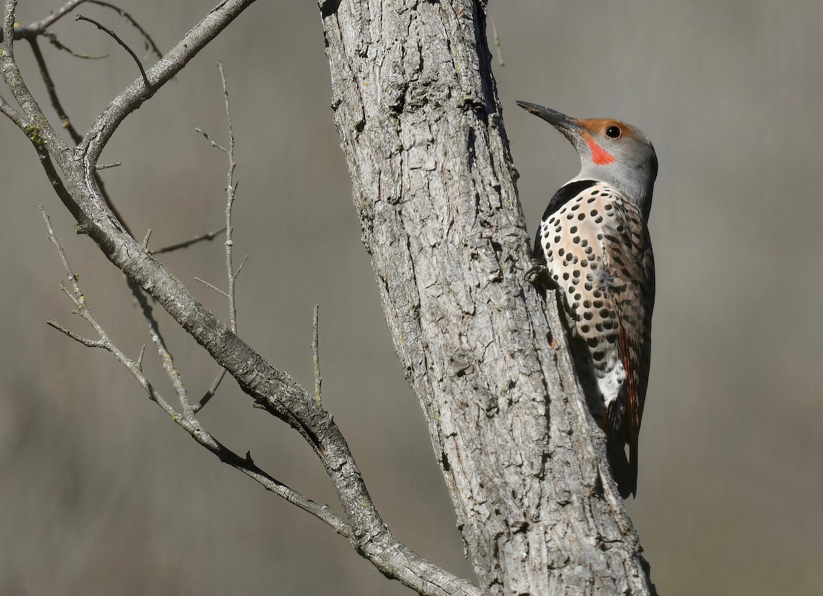Northern Flicker (Red-shafted) - Barbara Wise