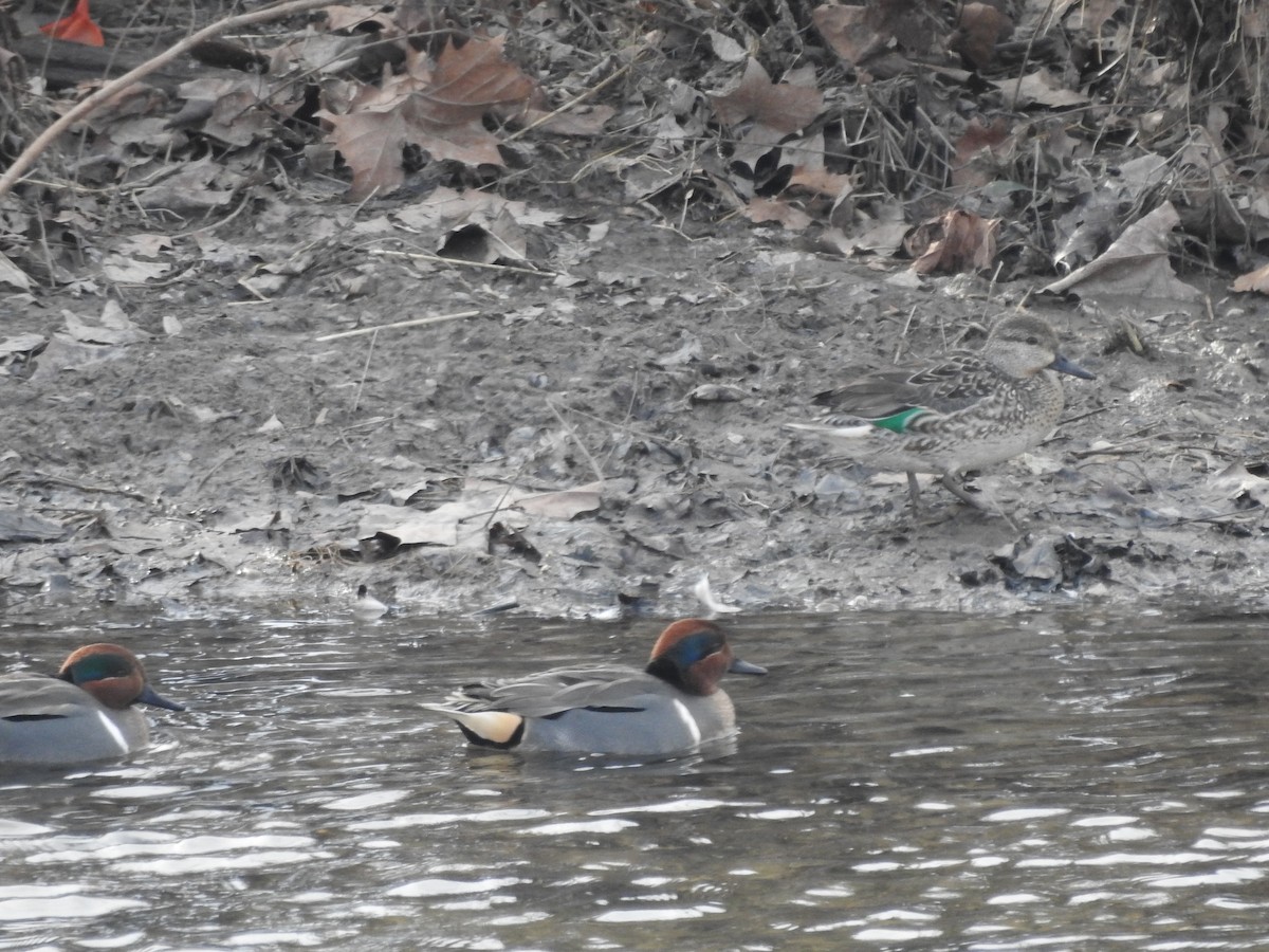 Green-winged Teal - ML614753593