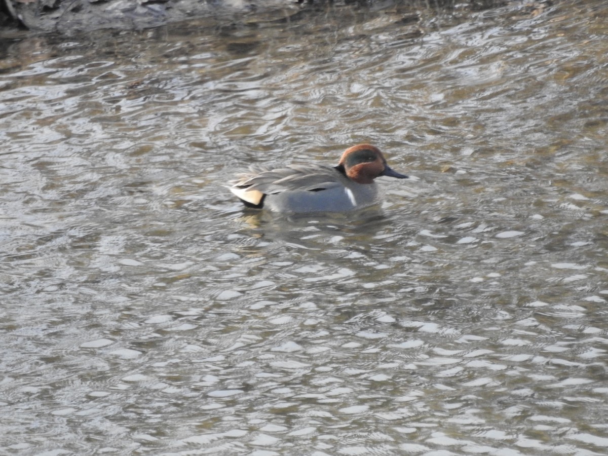 Green-winged Teal - ML614753599