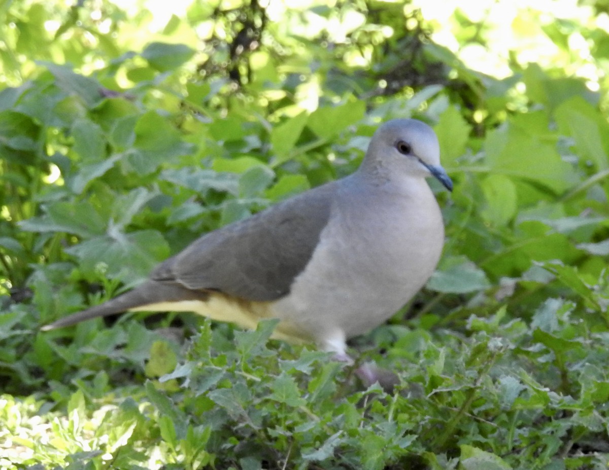 White-tipped Dove - ML614753605