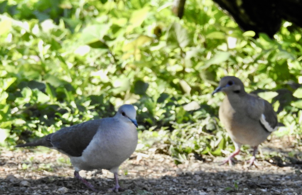 White-winged Dove - ML614753656