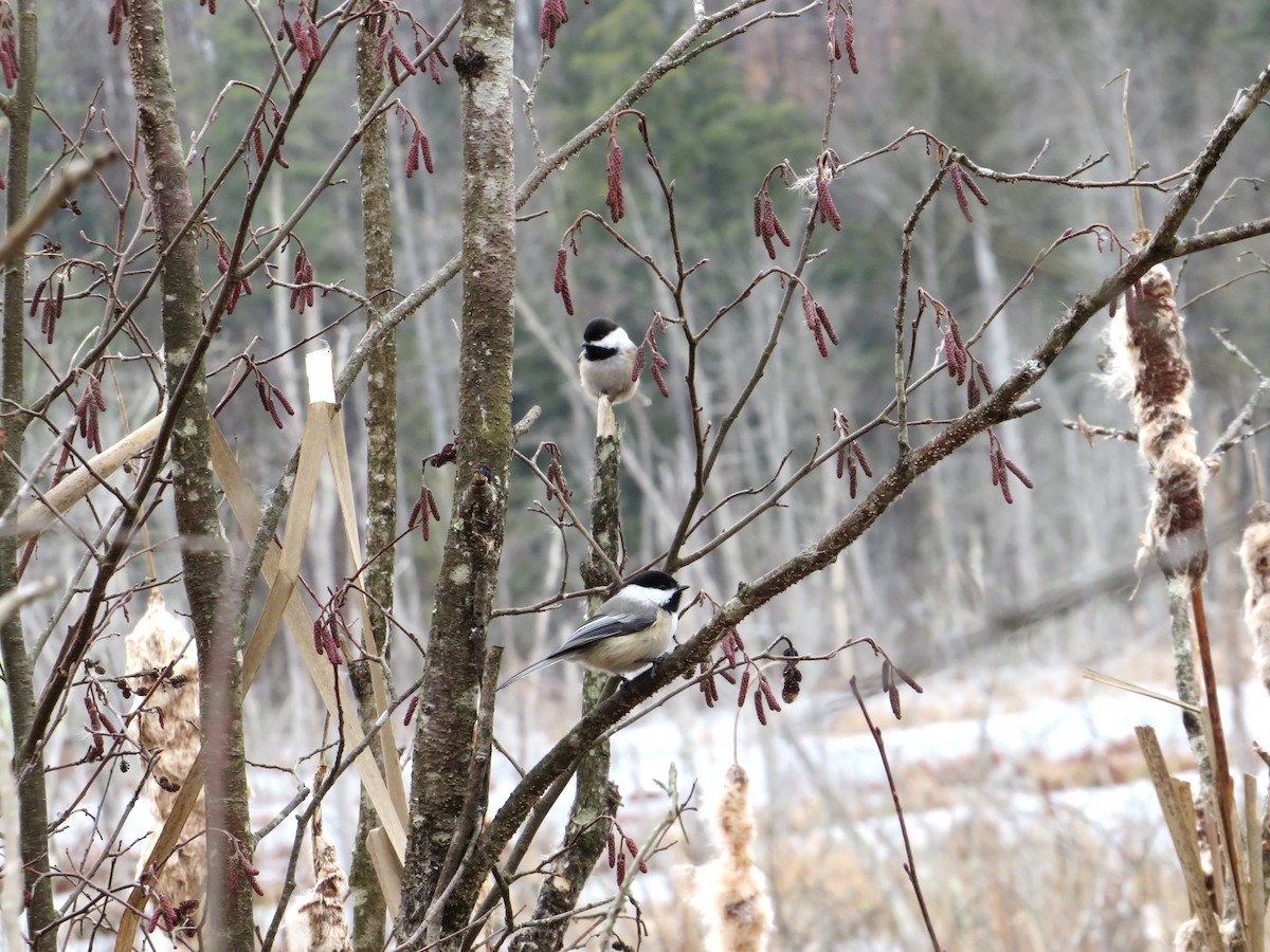 Black-capped Chickadee - ML614753658