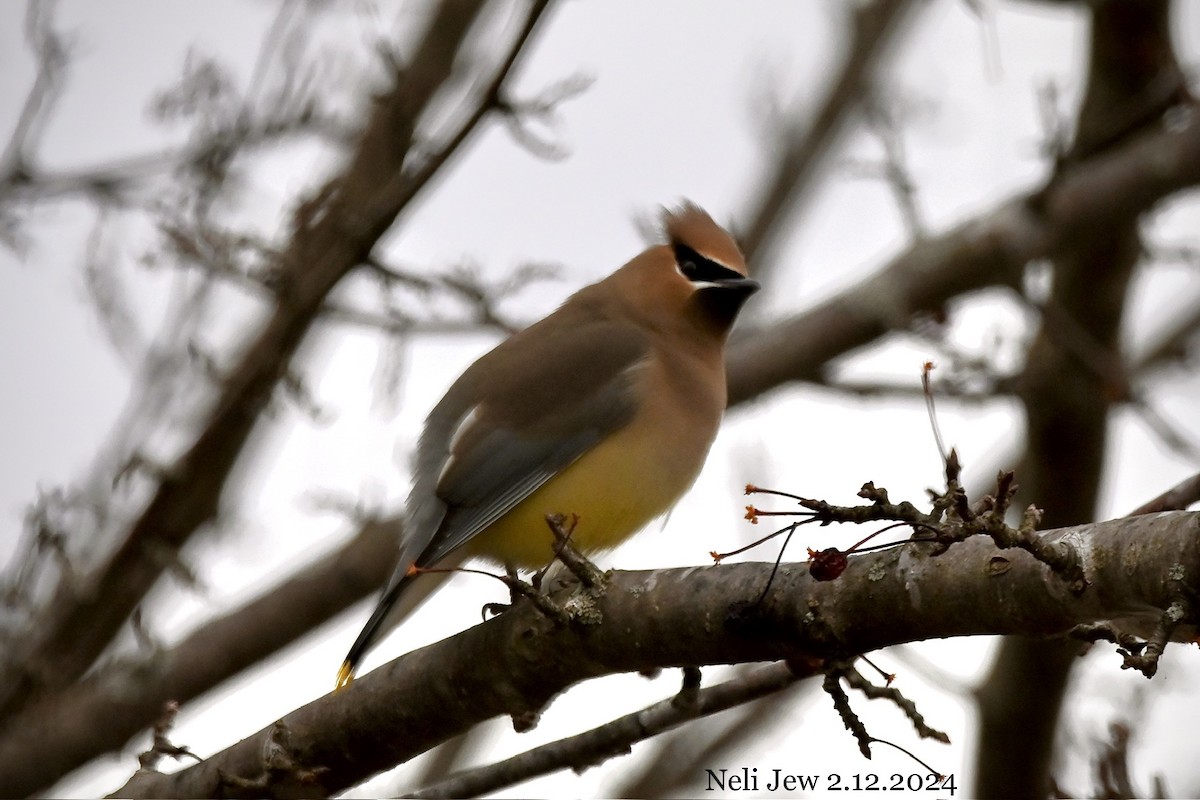 Cedar Waxwing - ML614753675