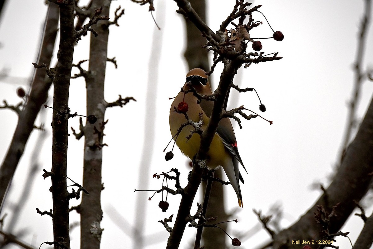 Cedar Waxwing - ML614753676