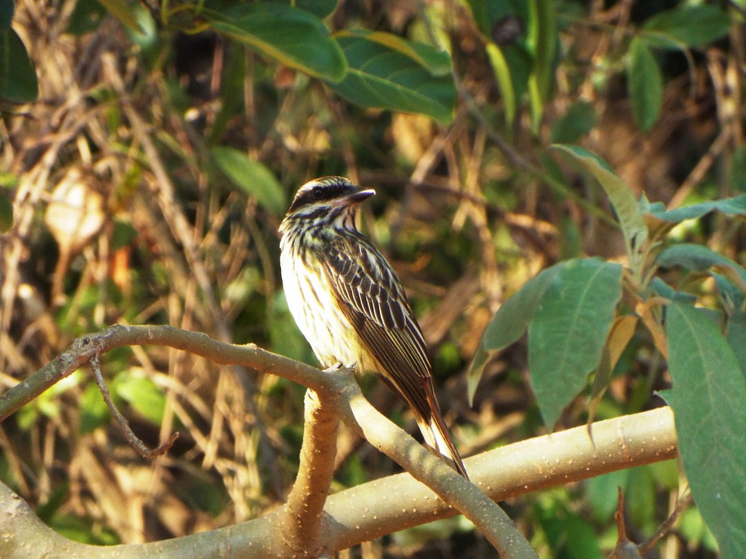 Streaked Flycatcher - ML614753717