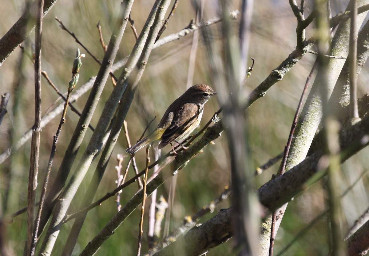 Palm Warbler (Western) - ML614753722