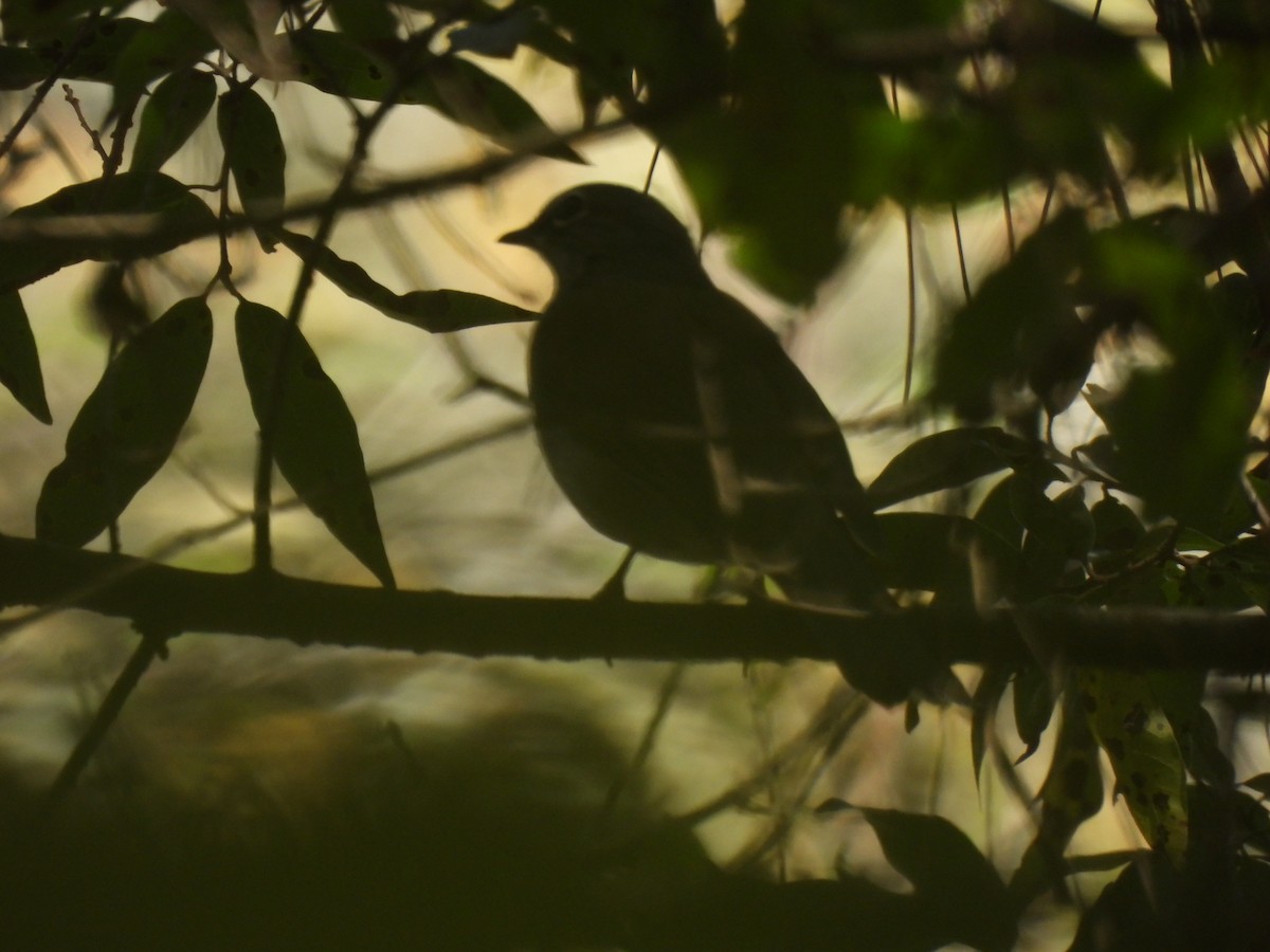 Brown-backed Solitaire - ML614753758