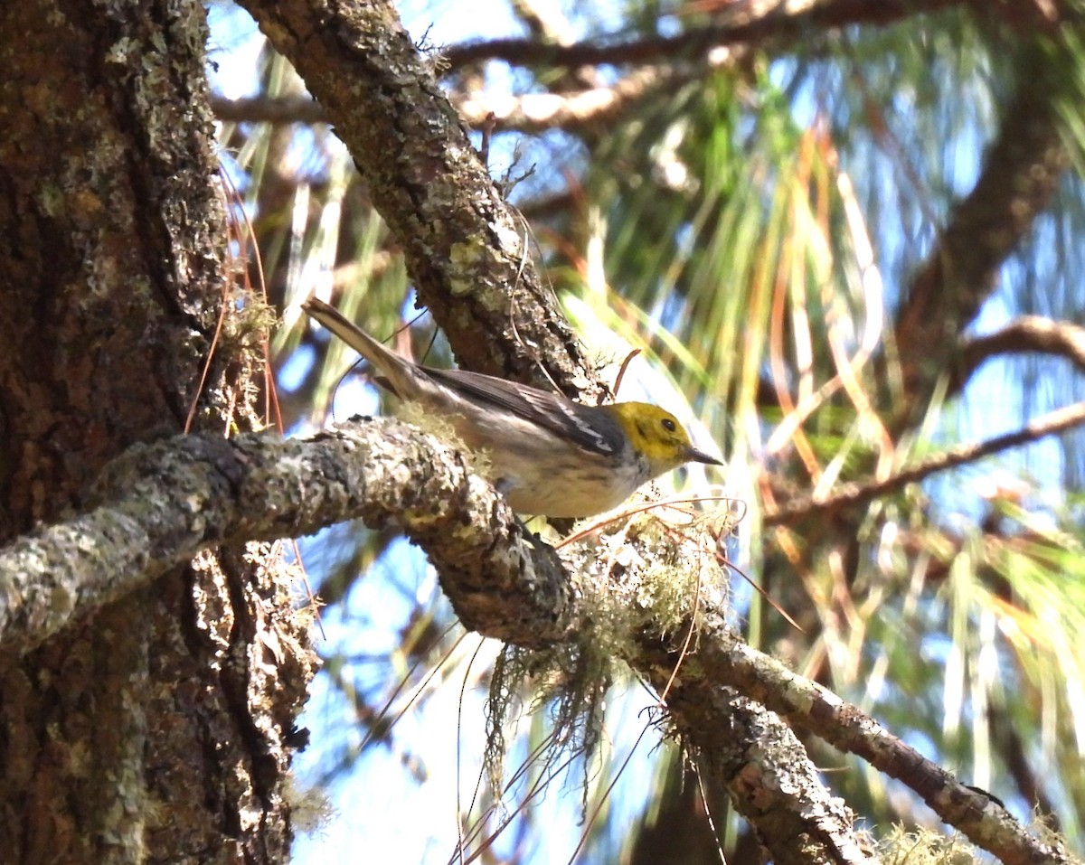 Paruline à tête jaune - ML614753770