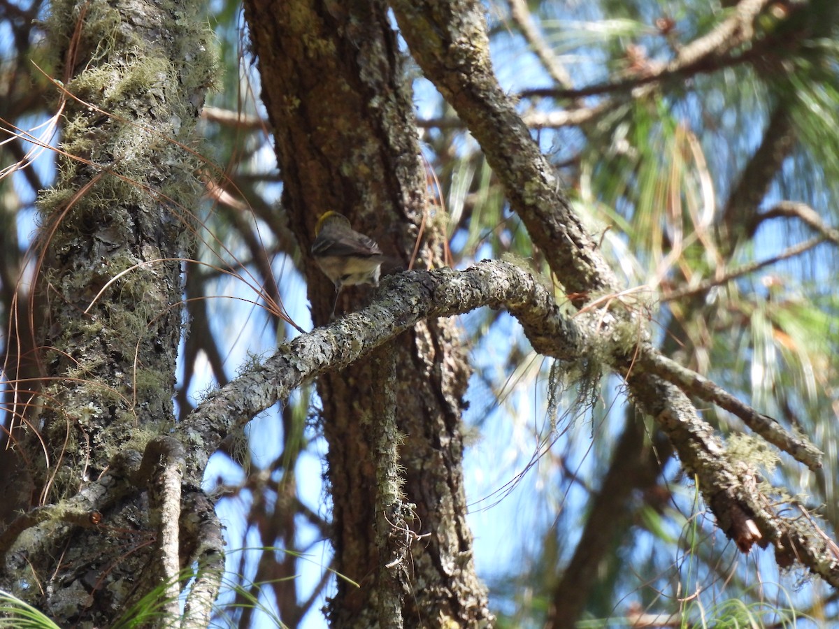 Hermit Warbler - ML614753771