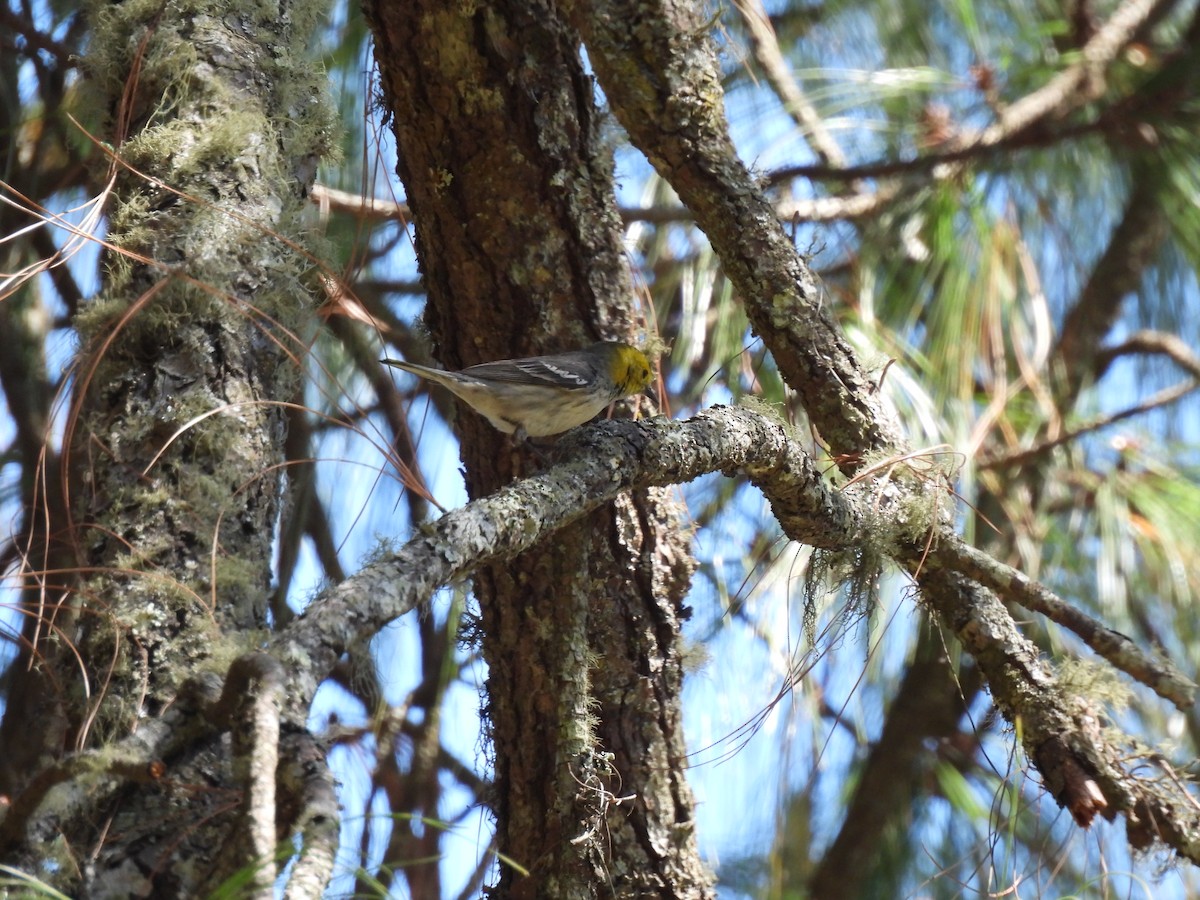 Hermit Warbler - ML614753772