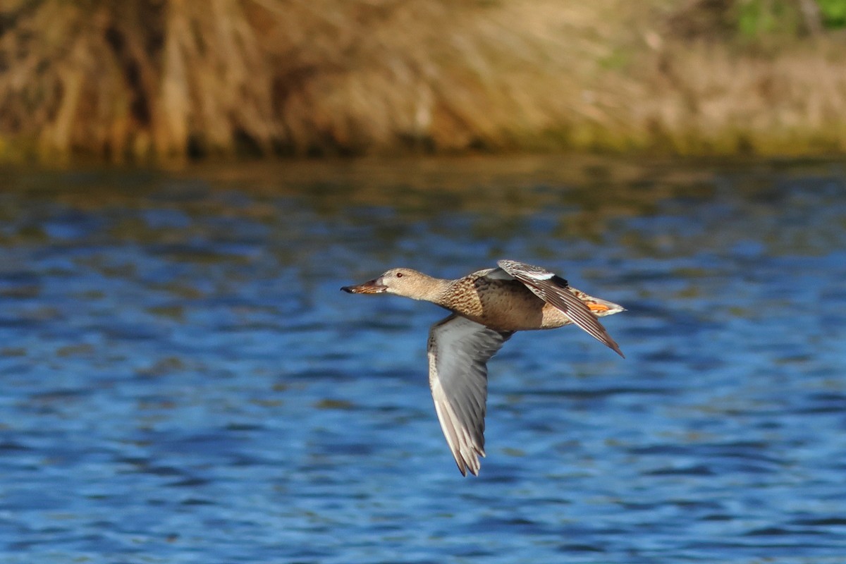 Northern Shoveler - ML614753875