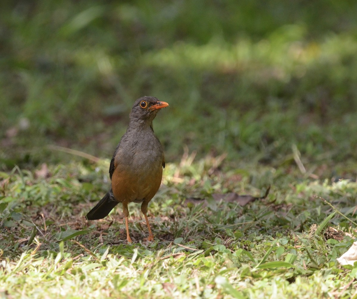 Abyssinian Thrush - ML614753916