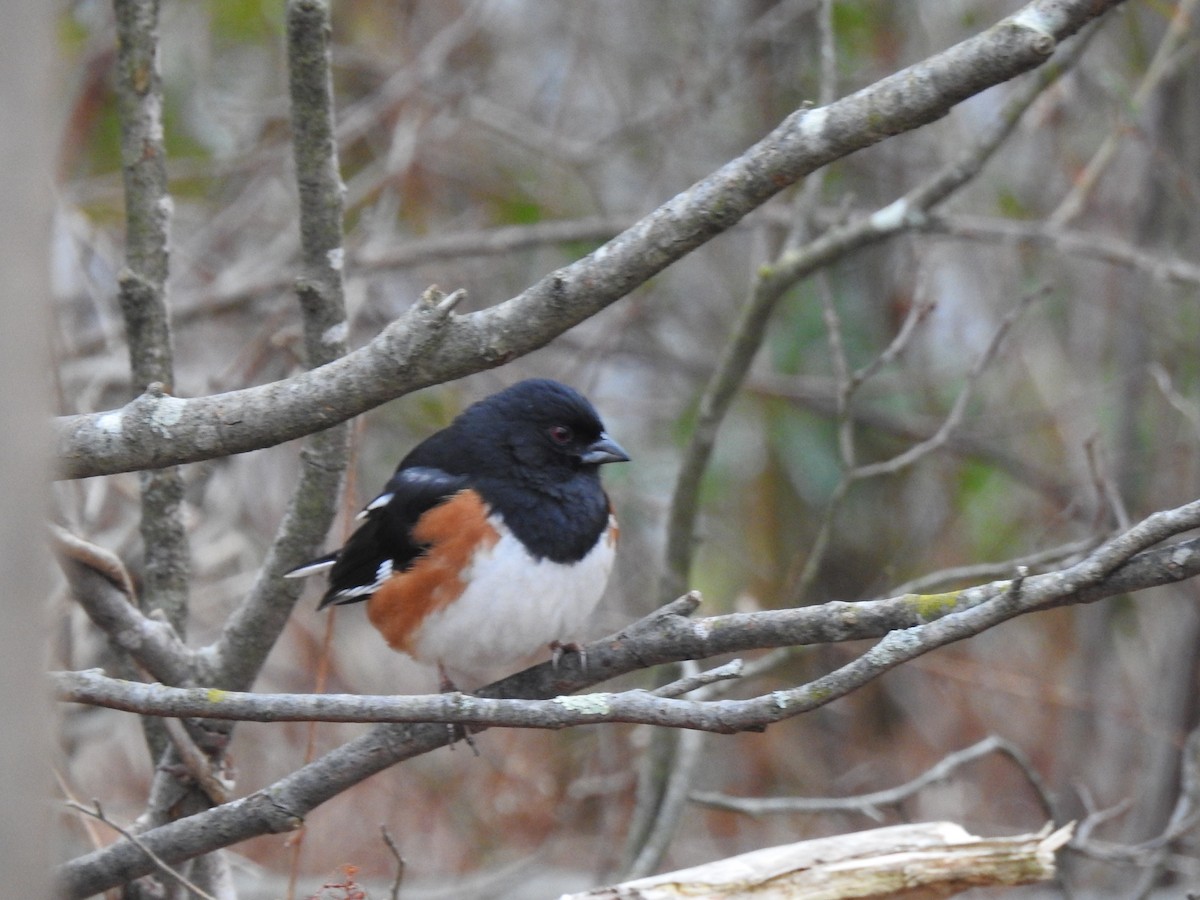 Eastern Towhee - ML614754004