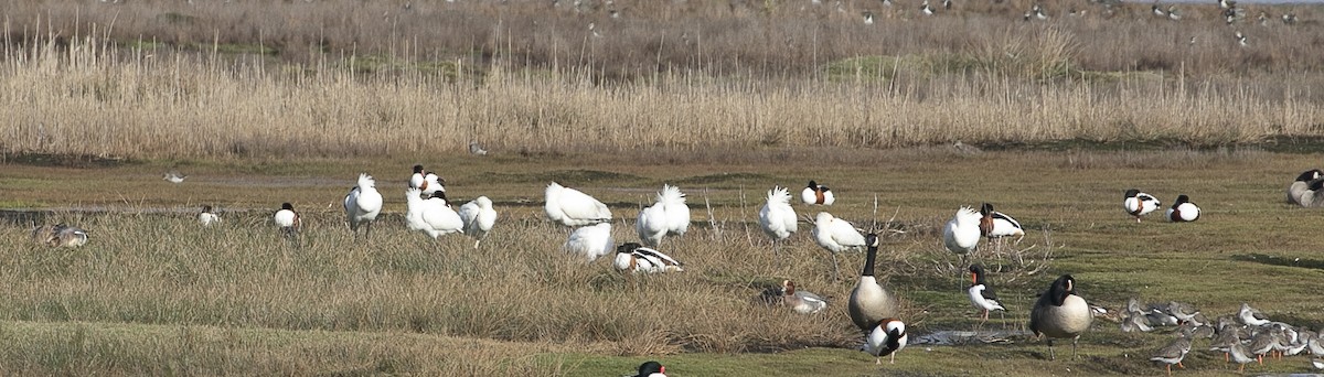 Eurasian Spoonbill - ML614754020