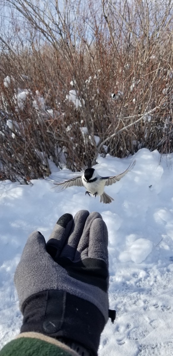 Black-capped Chickadee - ML614754085