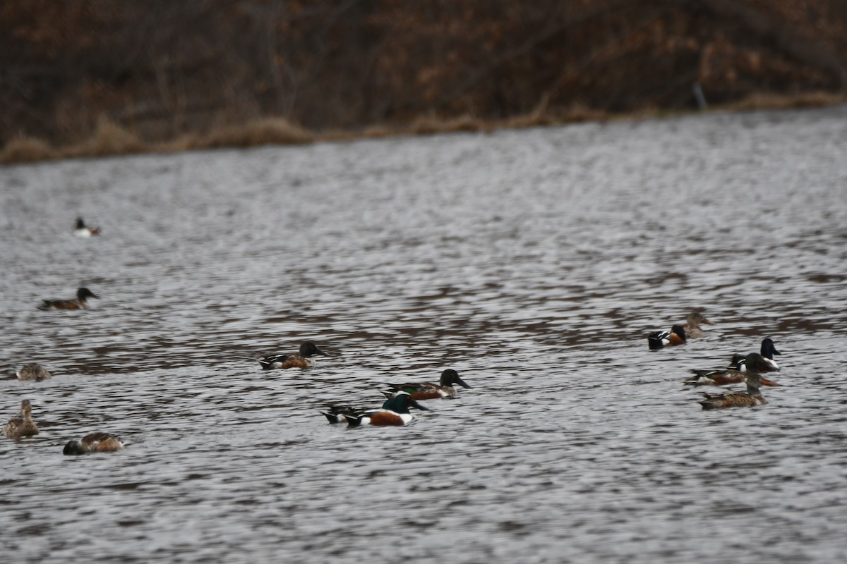 Northern Shoveler - ML614754323