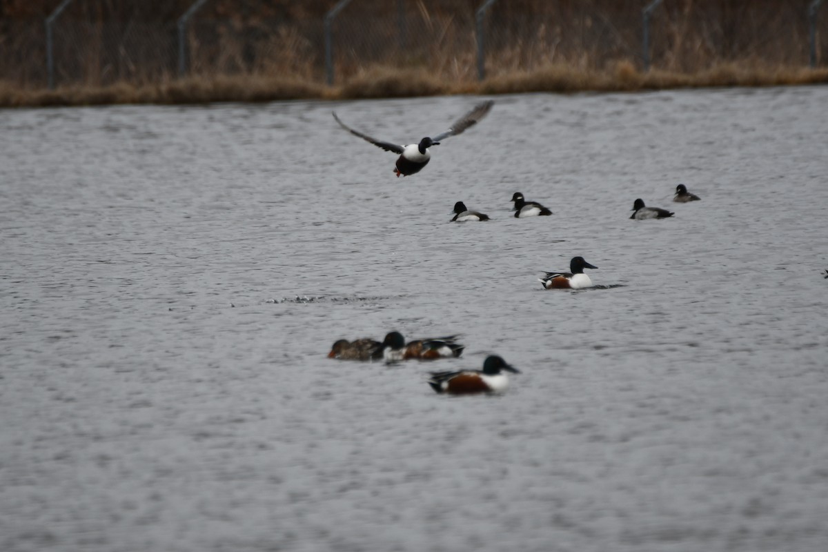 Northern Shoveler - ML614754324