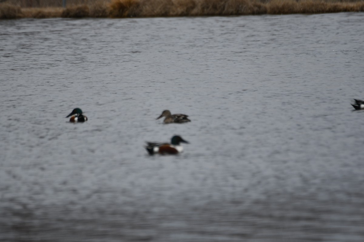 Northern Shoveler - ML614754326