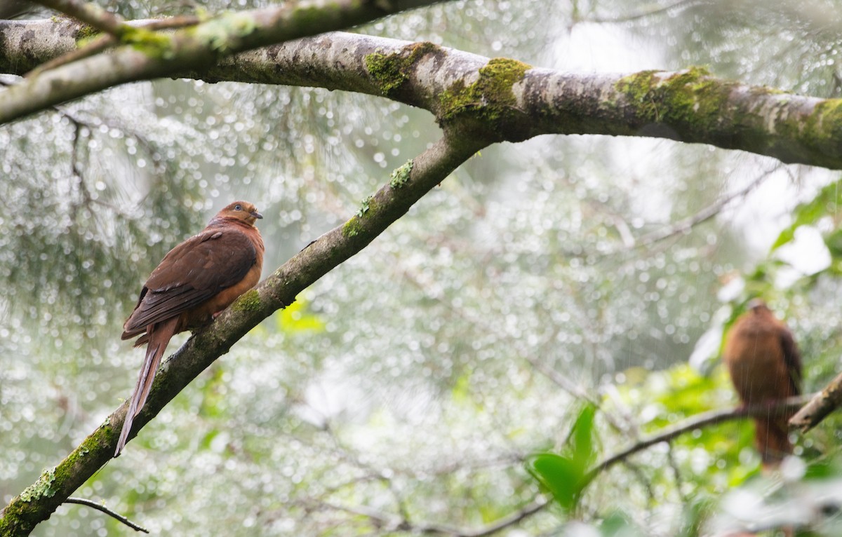 Brown Cuckoo-Dove - ML614754447