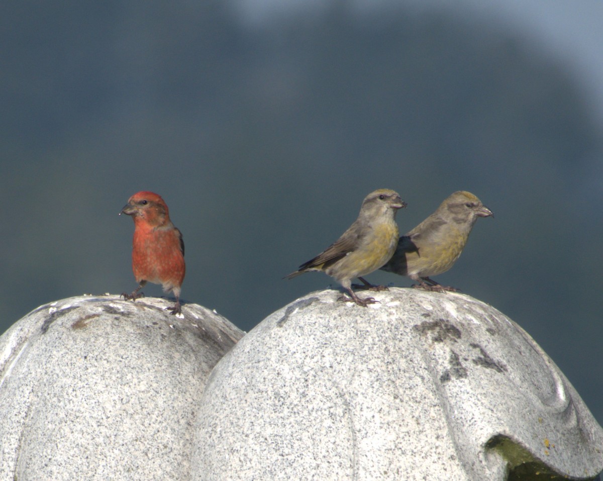 Red Crossbill - ML614754448