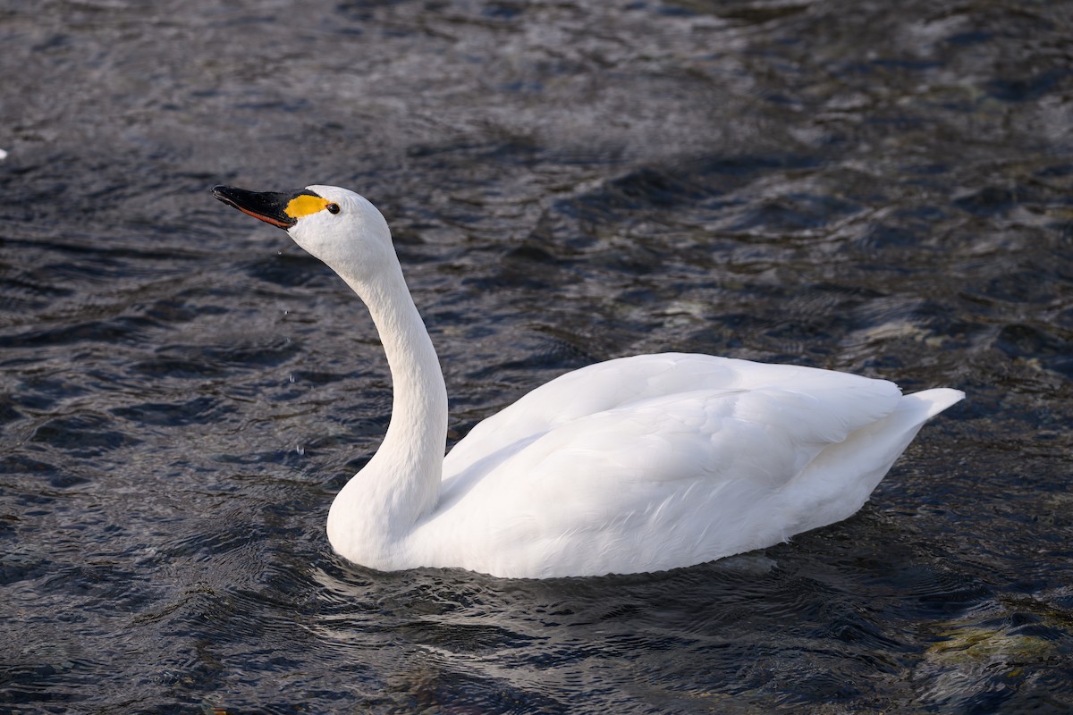 Tundra Swan - Yuya Okuzaki