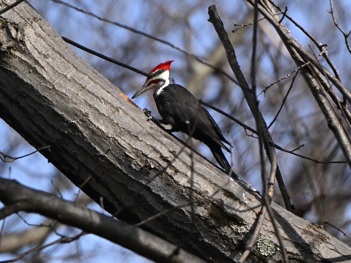 Pileated Woodpecker - ML614754473