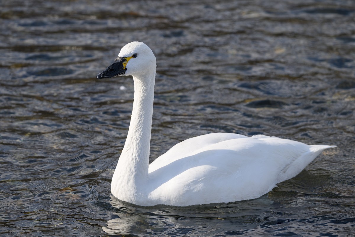 Tundra Swan - Yuya Okuzaki