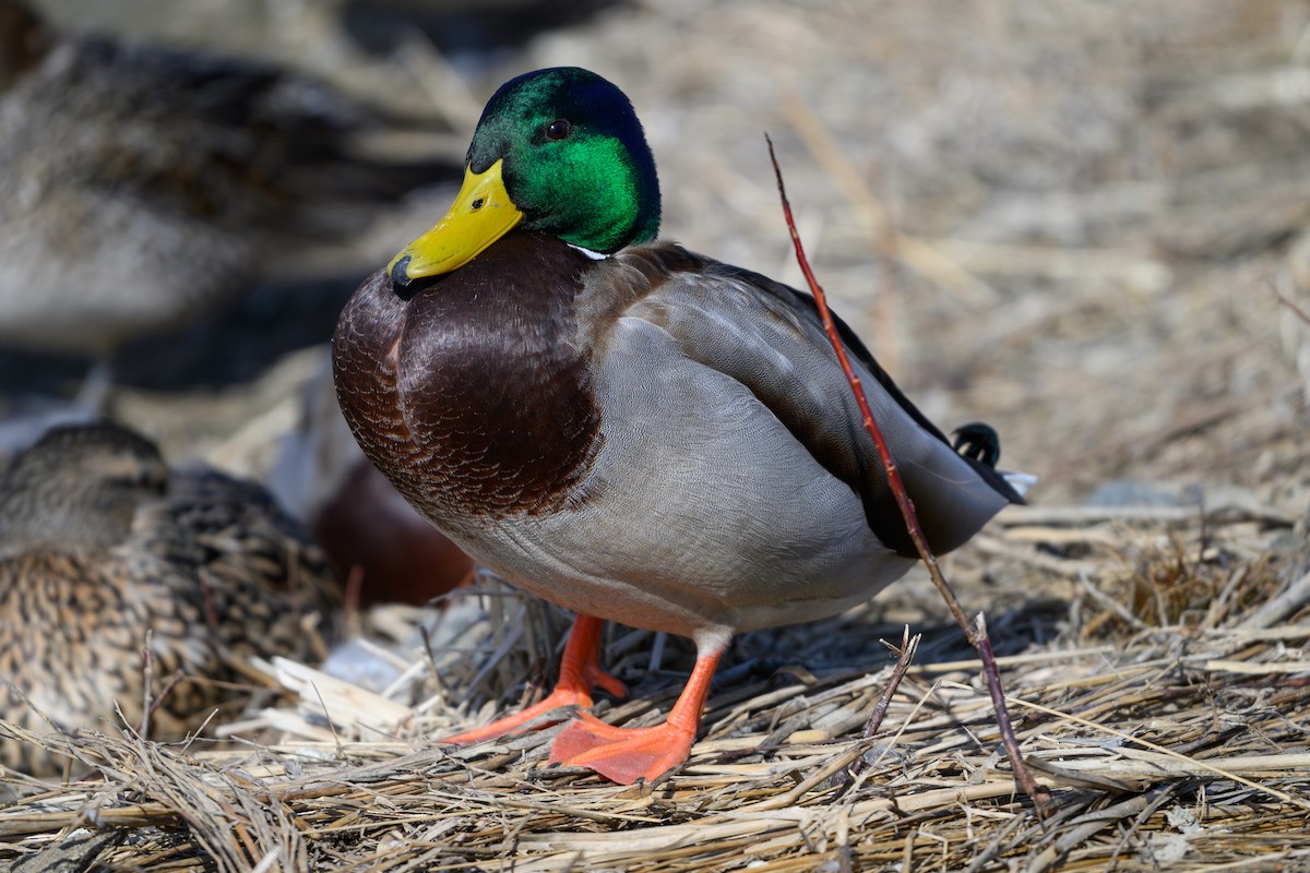 Mallard - ML614754569