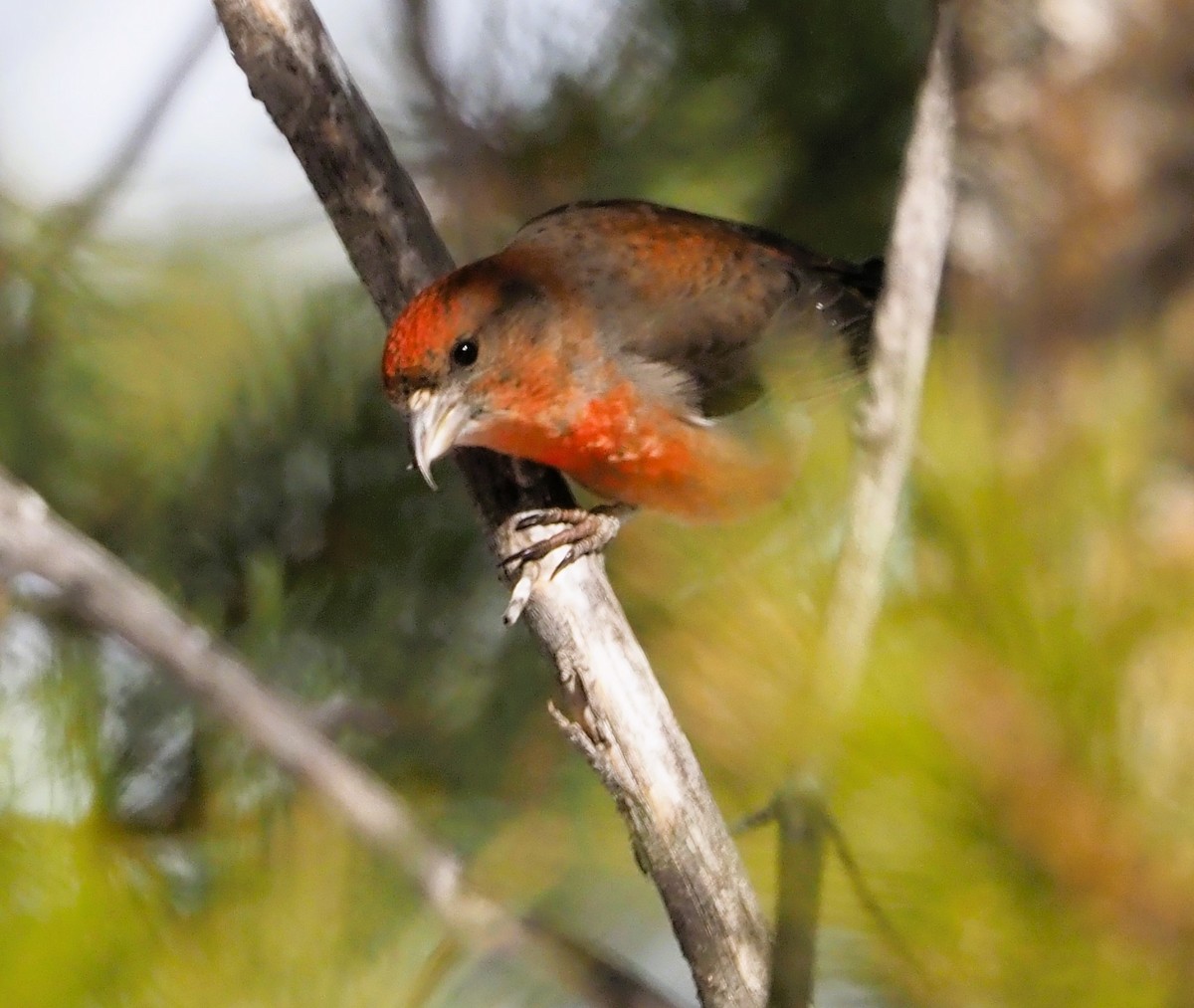 Red Crossbill - Mark Obmascik