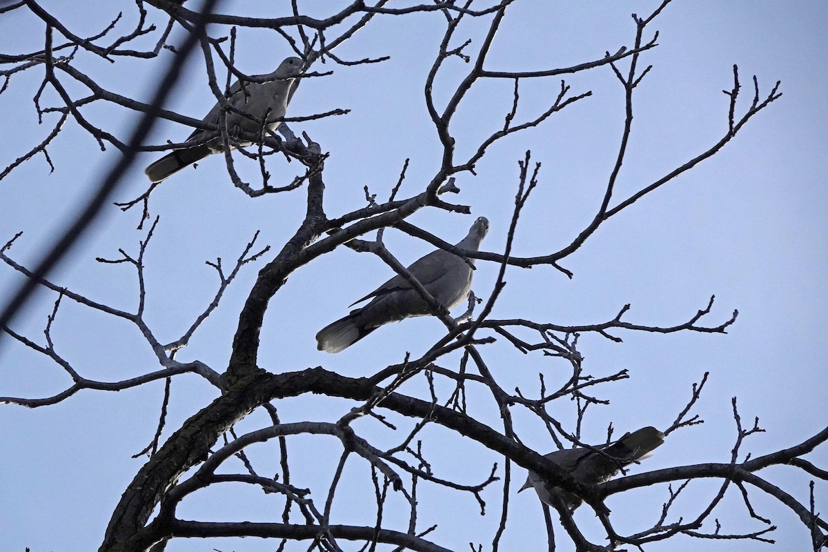 Eurasian Collared-Dove - Edward Rooks