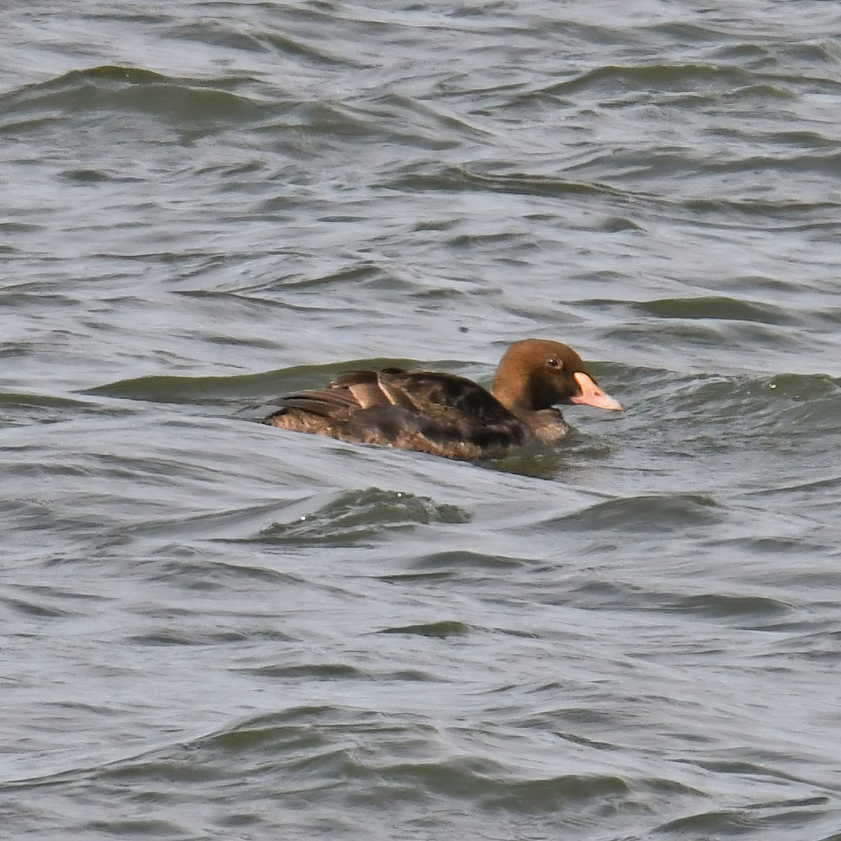 King Eider - ML614754648