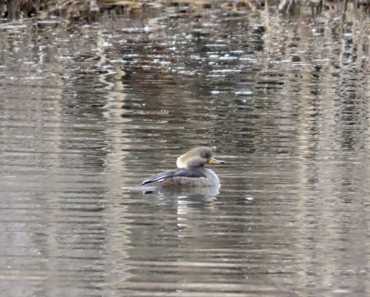 Hooded Merganser - ML614754688