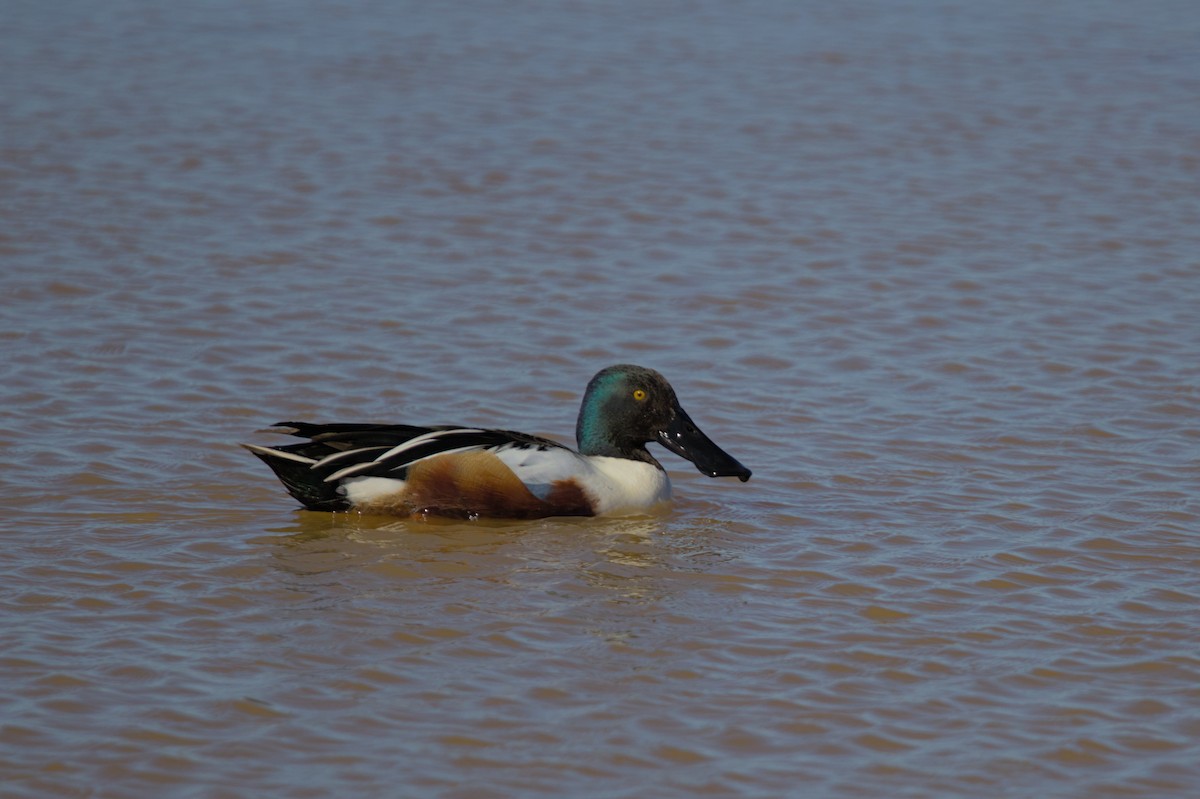 Northern Shoveler - ML614754693