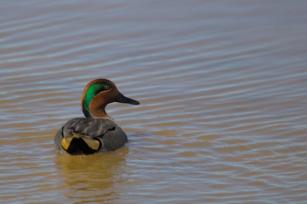 Green-winged Teal - ML614754712