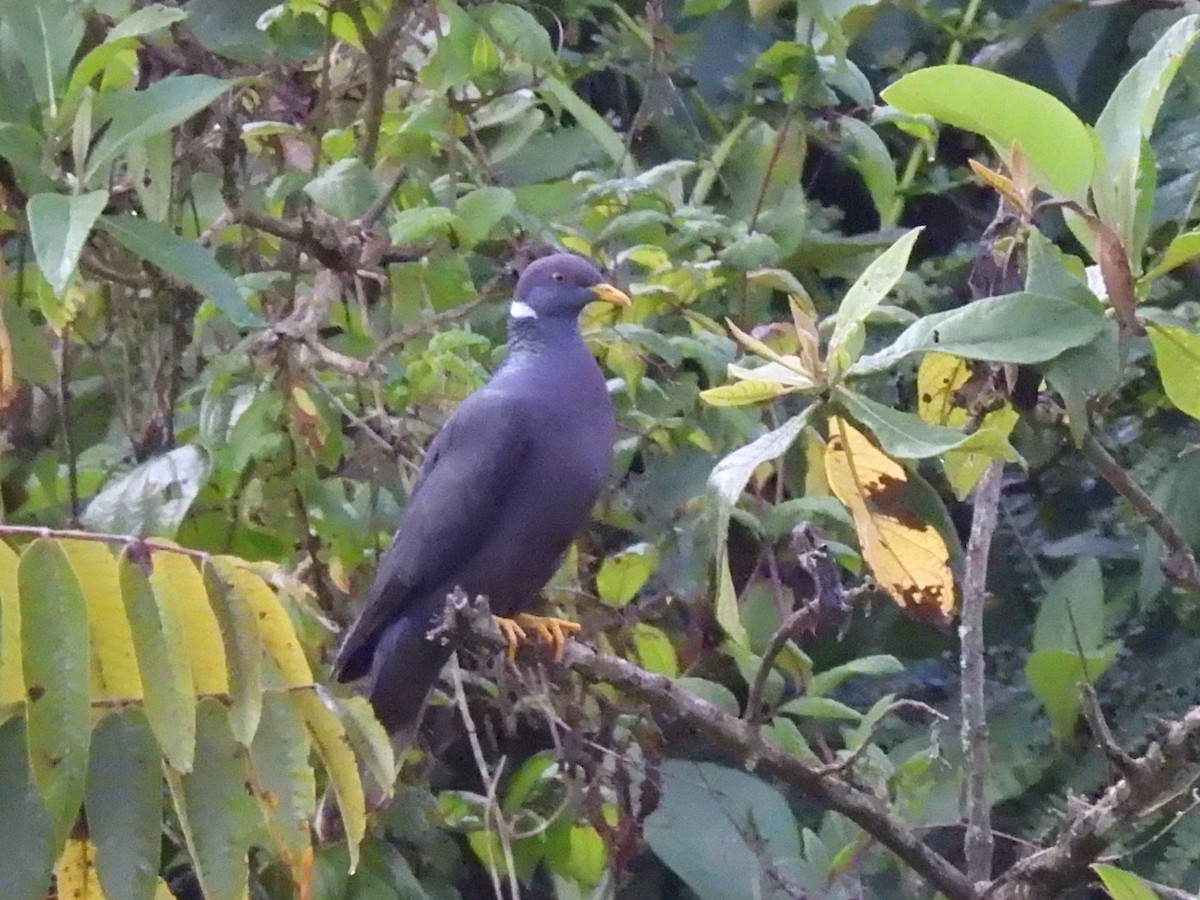 Pigeon à queue barrée (groupe albilinea) - ML614754725
