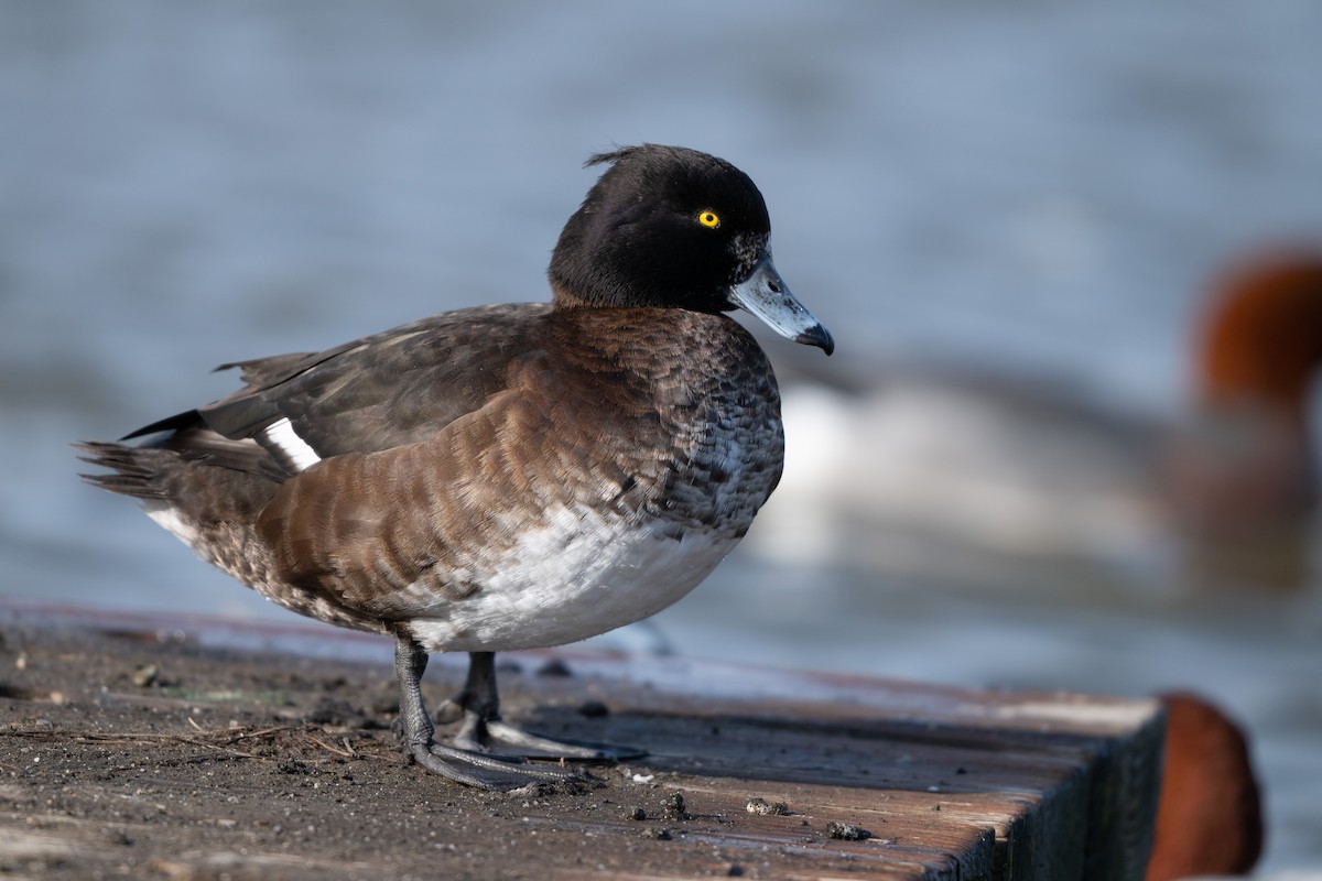 Tufted Duck - ML614754727