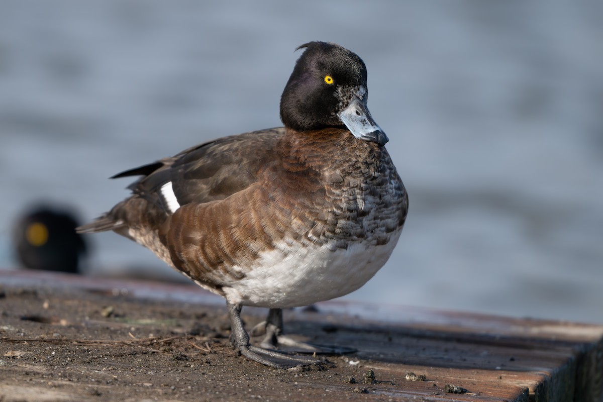 Tufted Duck - ML614754728