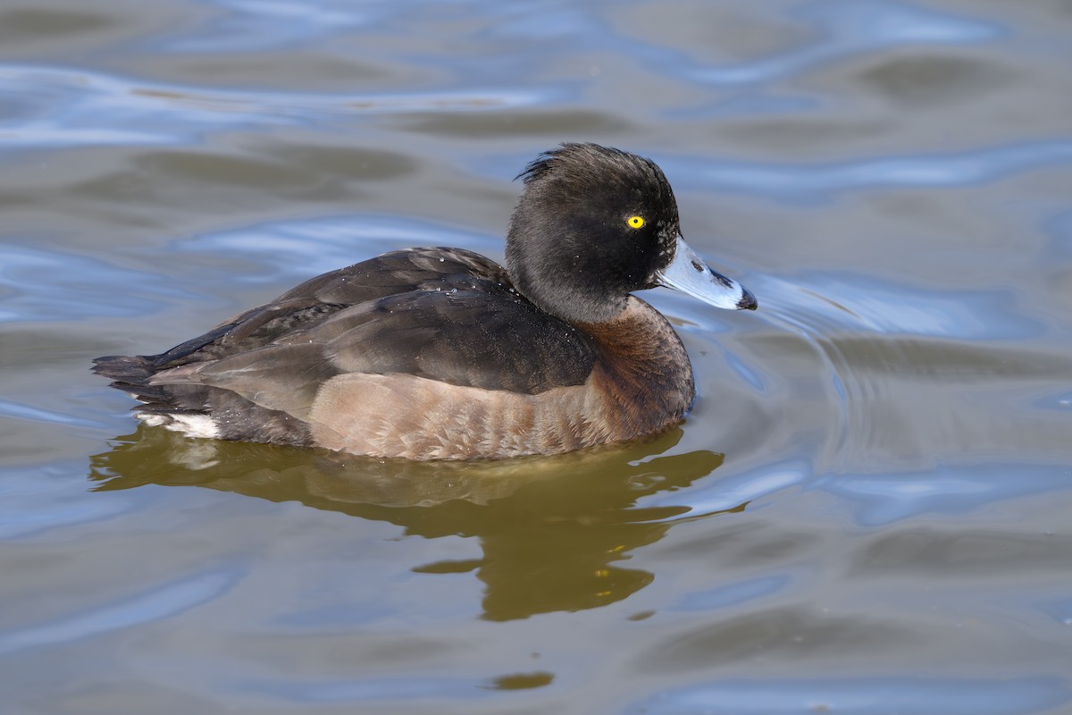 Tufted Duck - ML614754729