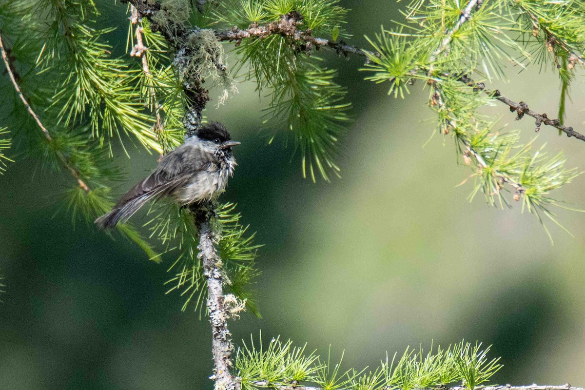 Willow Tit - Gustav Steinhardt