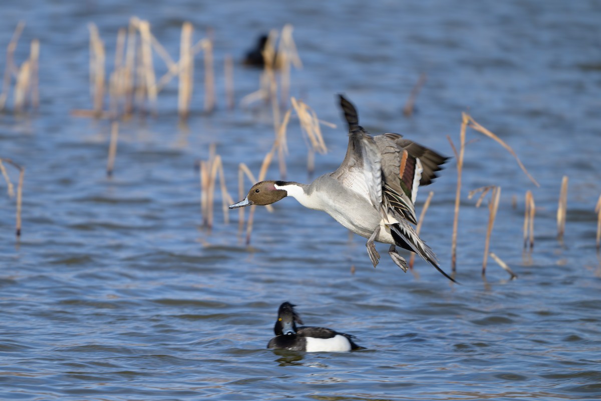 Northern Pintail - ML614754773