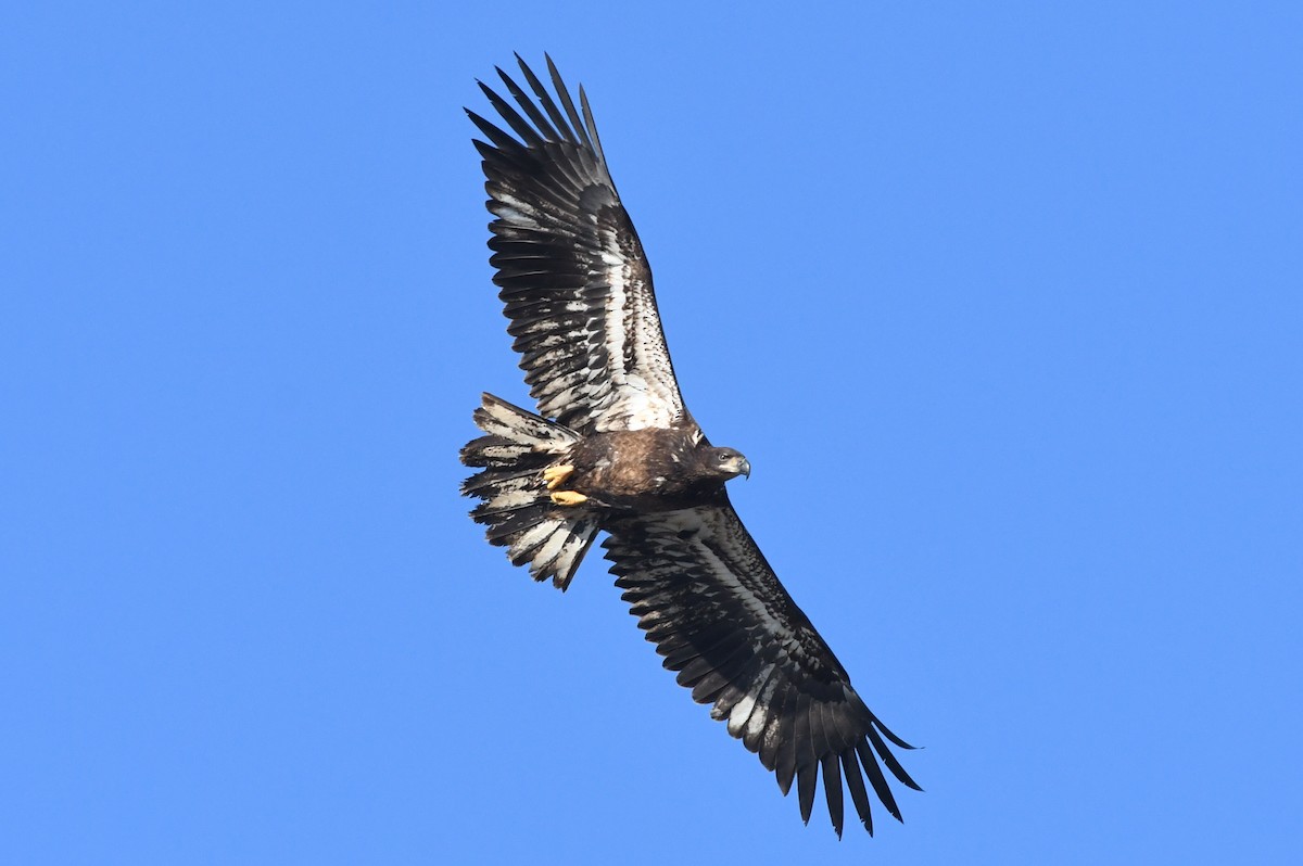 Weißkopf-Seeadler - ML614754782