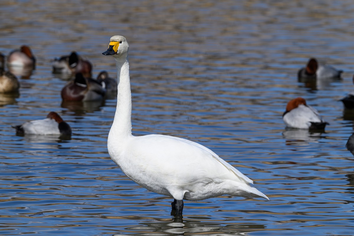 Tundra Swan - ML614754789