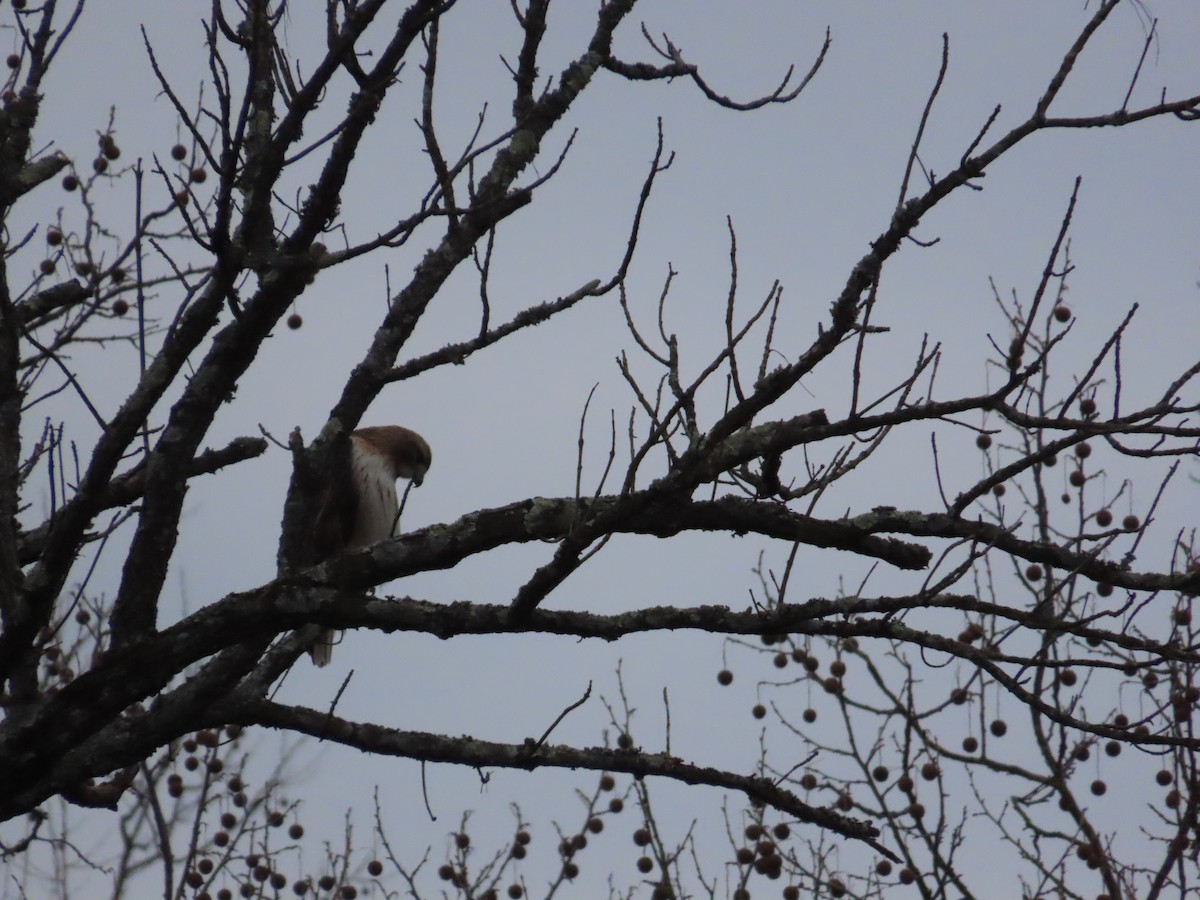 Red-tailed Hawk - ML614754815