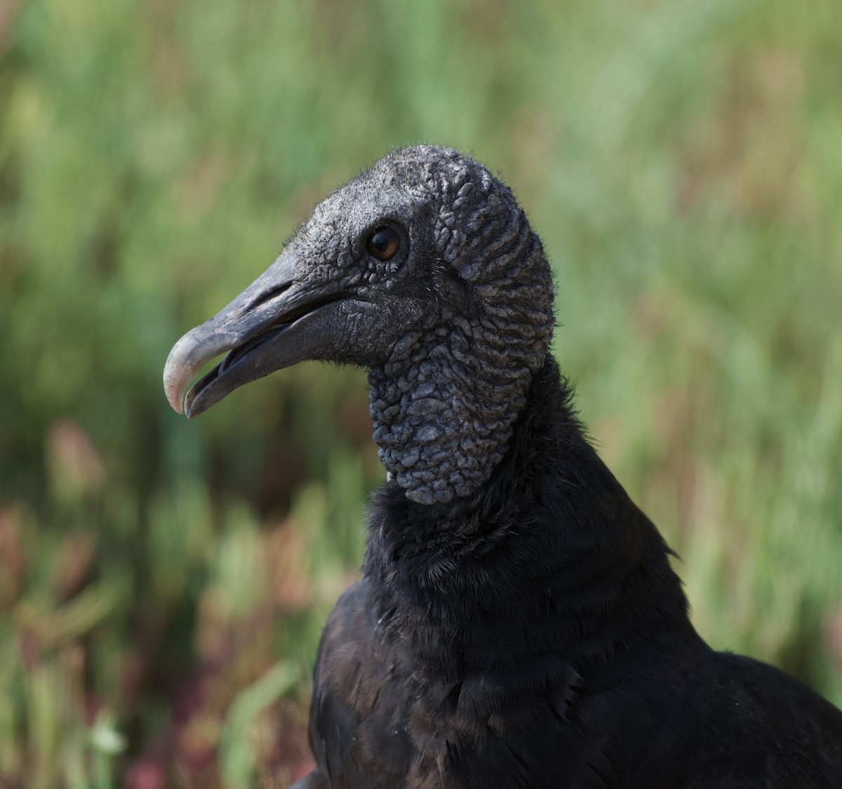 Black Vulture - Adrián Antonio Díaz