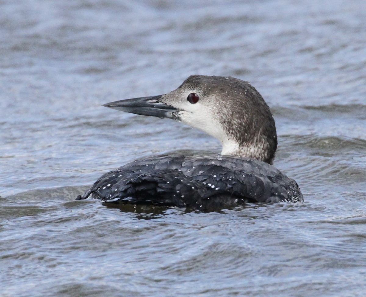 Common Loon - William Matthews