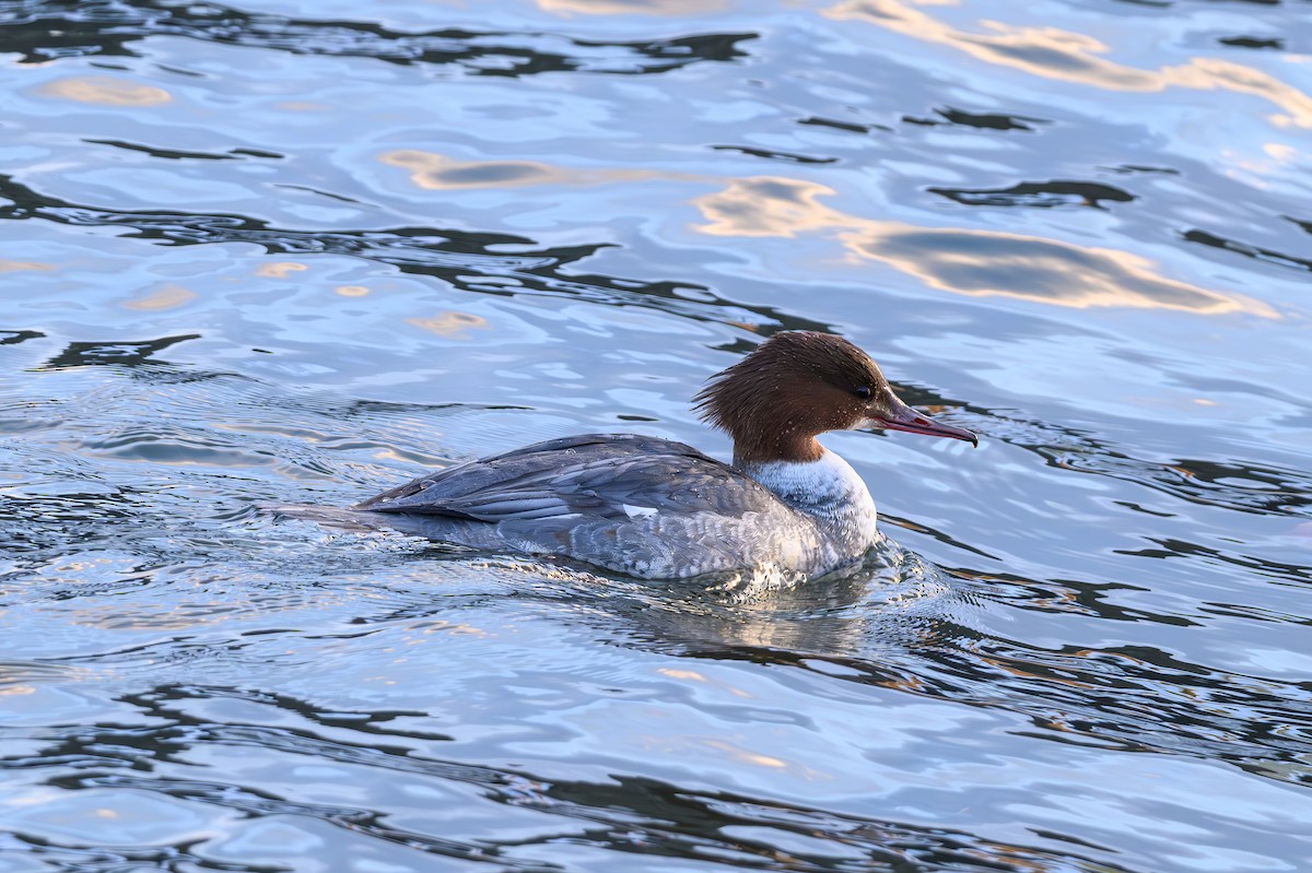 Common Merganser - Yuya Okuzaki